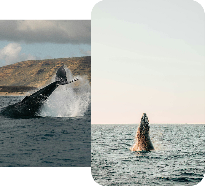 Wildlife and Things to do on Vancouver Island