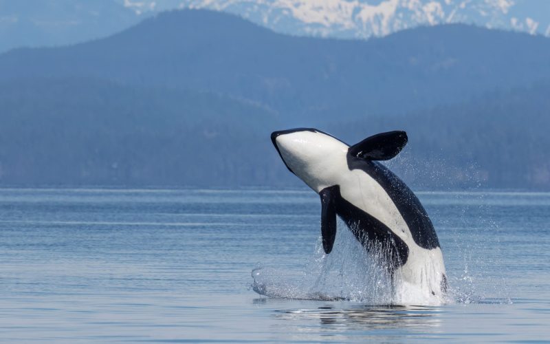Eagle eye adventures-wildlife-watching-things to do in vancouver island